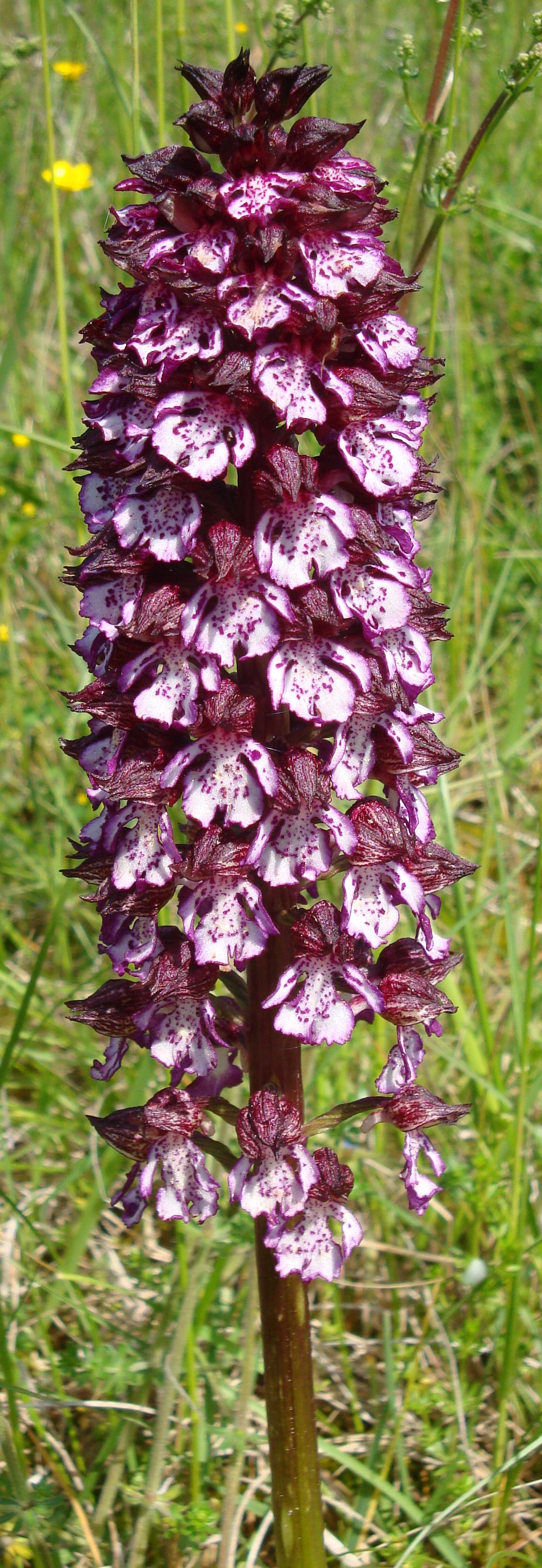 La-Béchade-Gallerie-photos-orchidee-sauvage-2